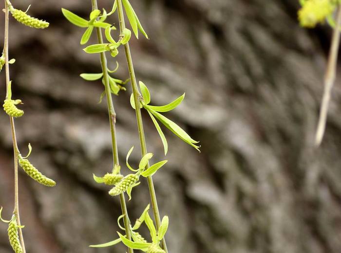 【钢城文苑】那一抹新绿 【钢城文苑】那一抹新绿