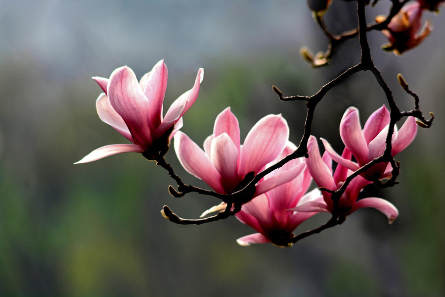 【钢城文苑】玉兰花开争春俏 【钢城文苑】玉兰花开争春俏