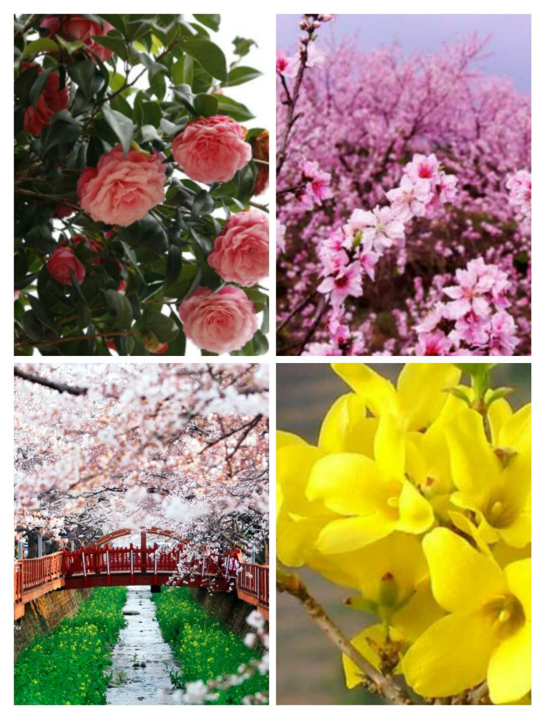 【钢城文苑】在三月的花海里徜徉 【钢城文苑】在三月的花海里徜徉