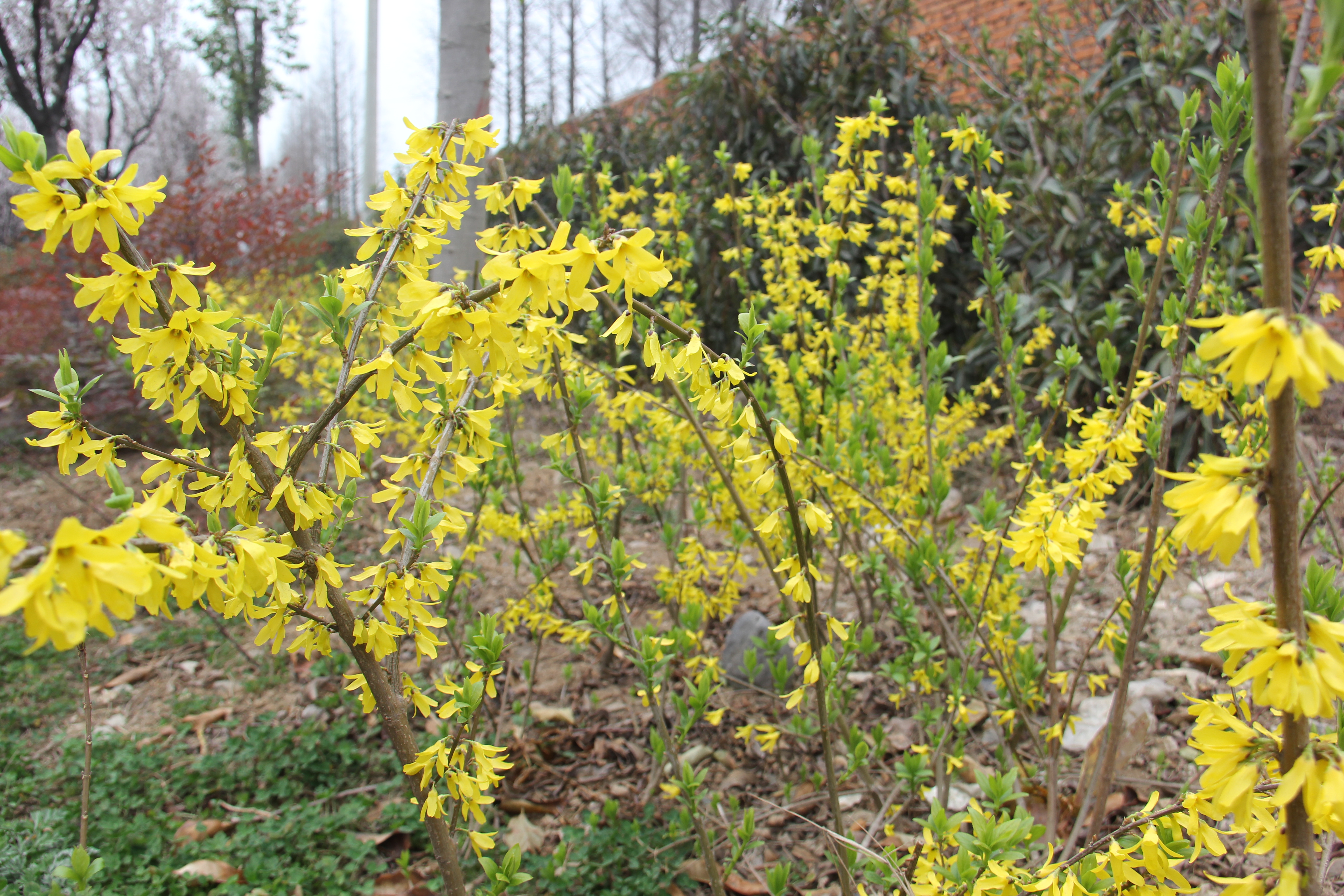 【美丽汉钢】美翻了,一起到汉钢来赏花! 【美丽汉钢】美翻了,一起到汉钢来赏花!