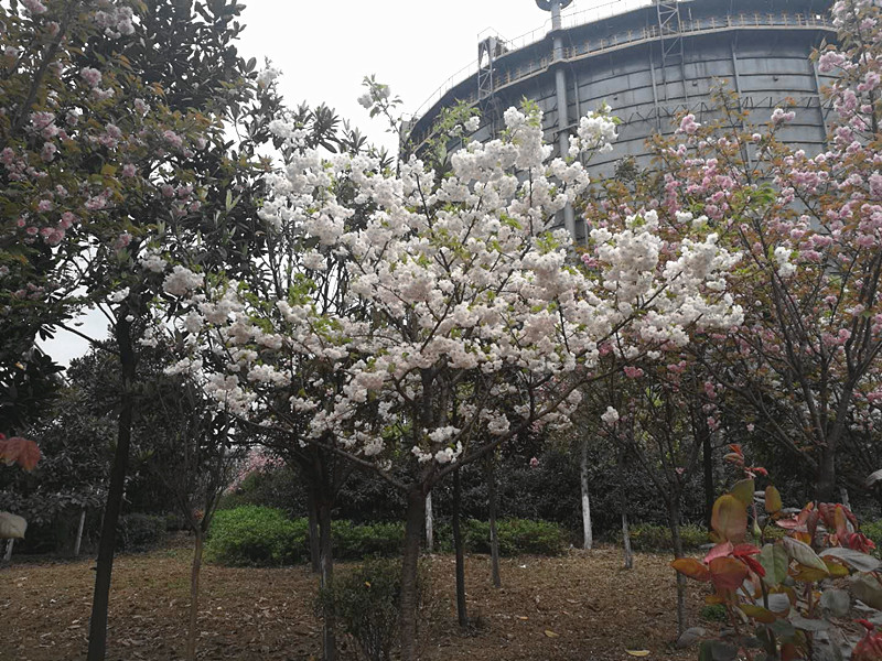 【美丽汉钢】美翻了,一起到汉钢来赏花! 【美丽汉钢】美翻了,一起到汉钢来赏花!