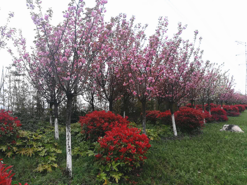 【美丽汉钢】美翻了,一起到汉钢来赏花! 【美丽汉钢】美翻了,一起到汉钢来赏花!