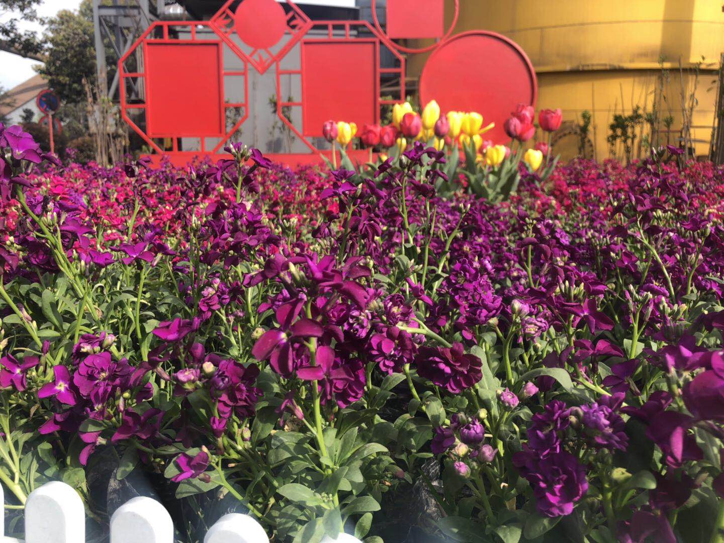 【美丽汉钢】美翻了,一起到汉钢来赏花! 【美丽汉钢】美翻了,一起到汉钢来赏花!