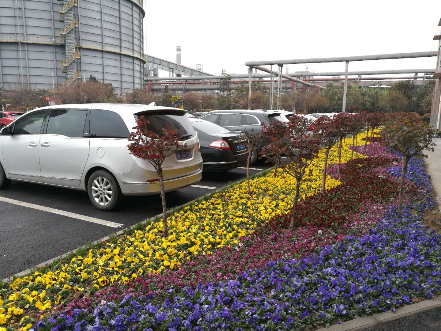 【美丽汉钢】美翻了,一起到汉钢来赏花! 【美丽汉钢】美翻了,一起到汉钢来赏花!