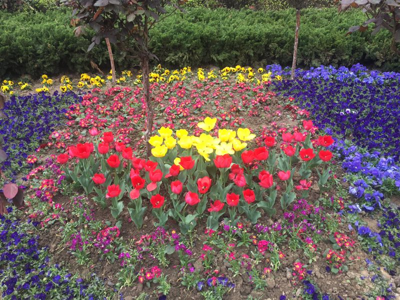 【美丽汉钢】美翻了,一起到汉钢来赏花! 【美丽汉钢】美翻了,一起到汉钢来赏花!