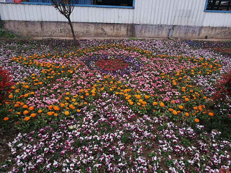 【美丽汉钢】美翻了,一起到汉钢来赏花! 【美丽汉钢】美翻了,一起到汉钢来赏花!