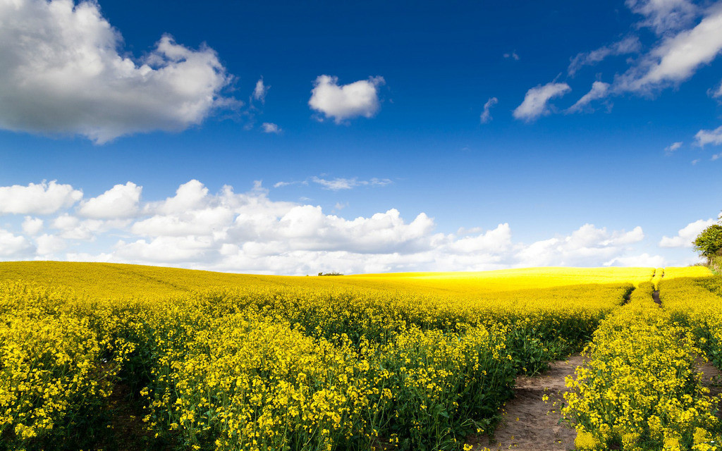 【钢城文苑】迎着油菜花,踏向新征程 【钢城文苑】迎着油菜花,踏向新征程