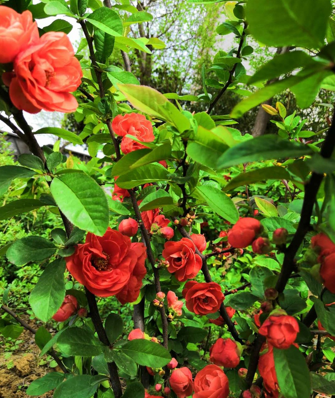 【钢城文苑】海棠依旧 【钢城文苑】海棠依旧