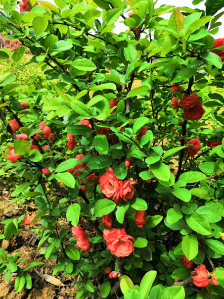 【钢城文苑】海棠依旧 【钢城文苑】海棠依旧