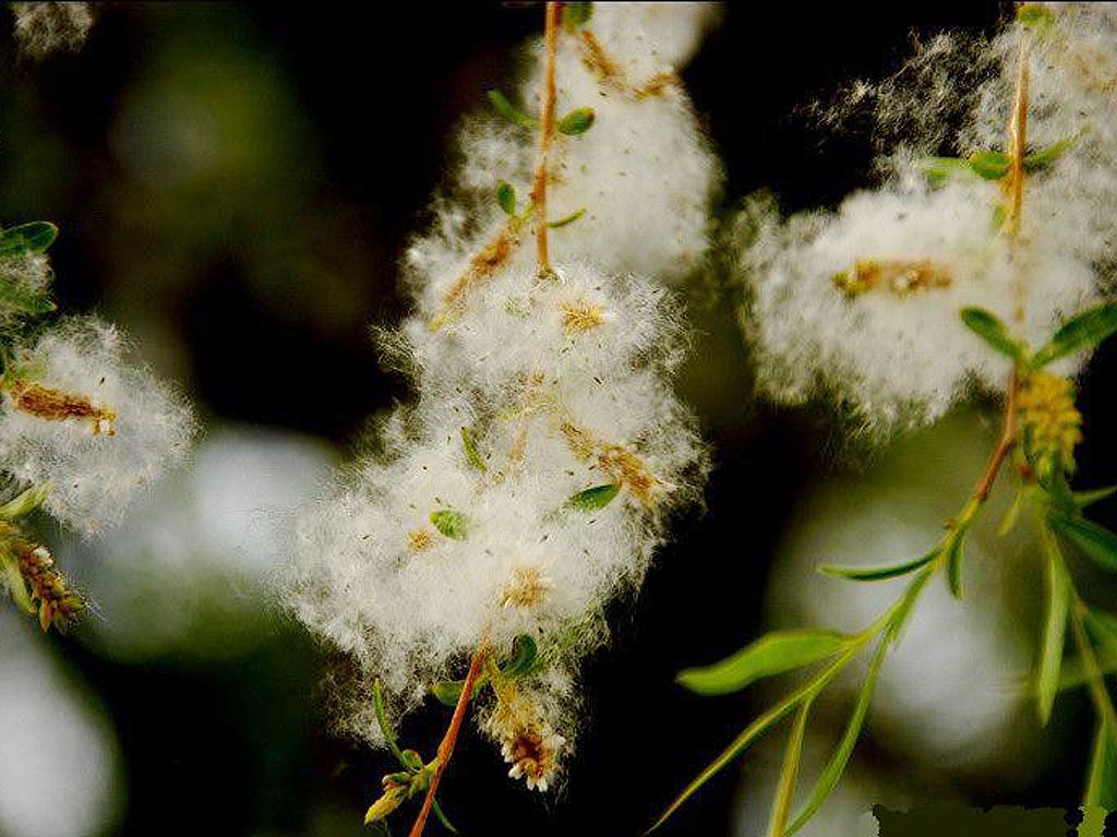 【钢城文苑】天堂来的使者 【钢城文苑】天堂来的使者