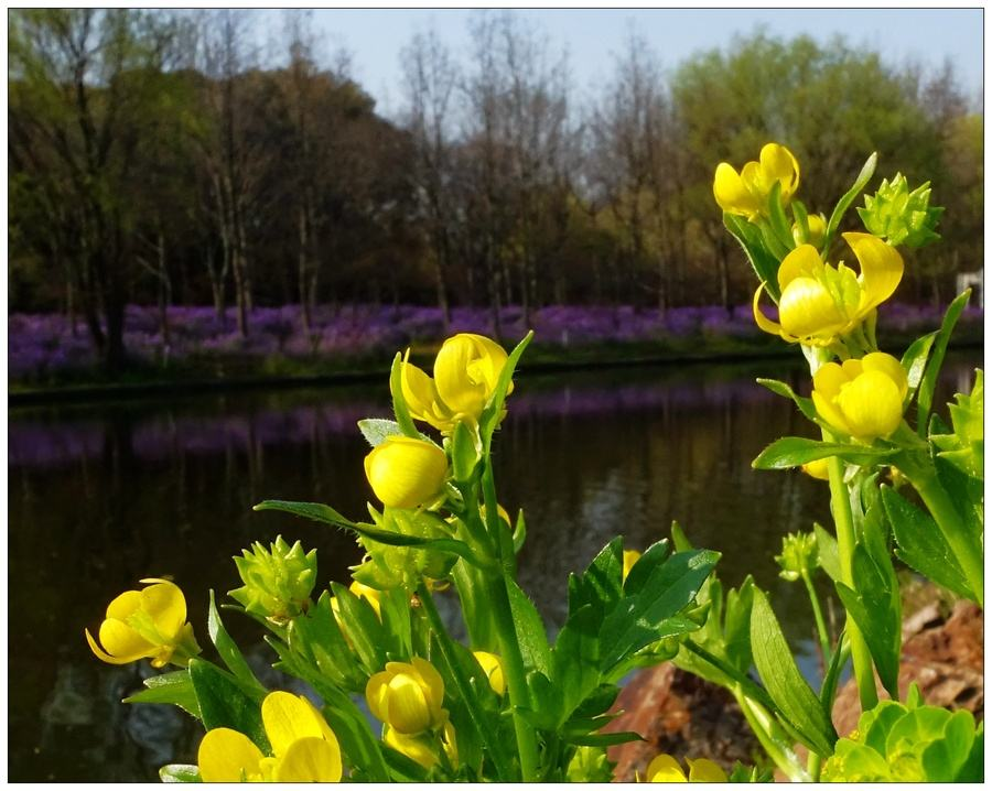 【钢城文苑】一抹春光似流年 【钢城文苑】一抹春光似流年