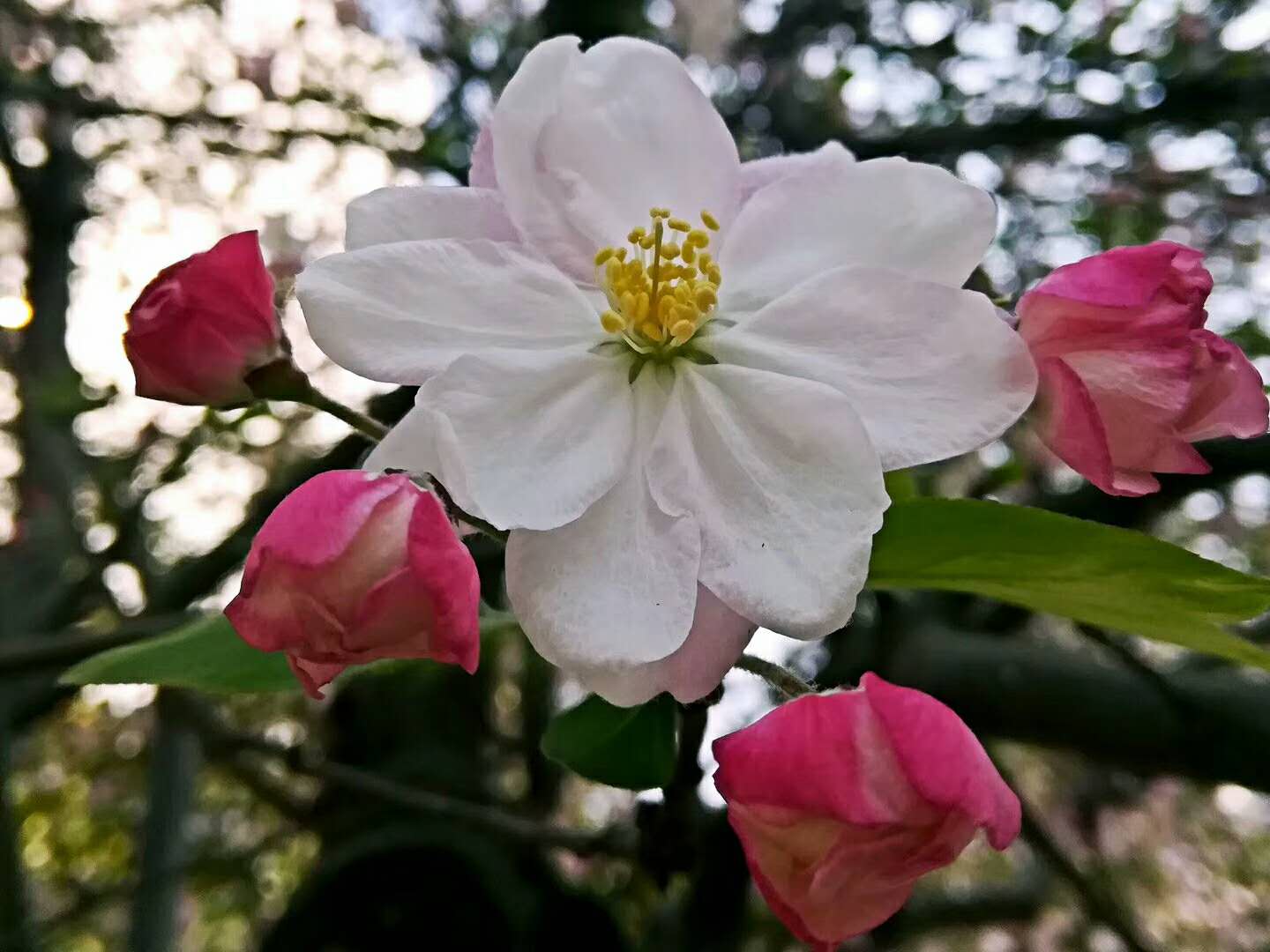 【钢城文苑】春雨来过 【钢城文苑】春雨来过