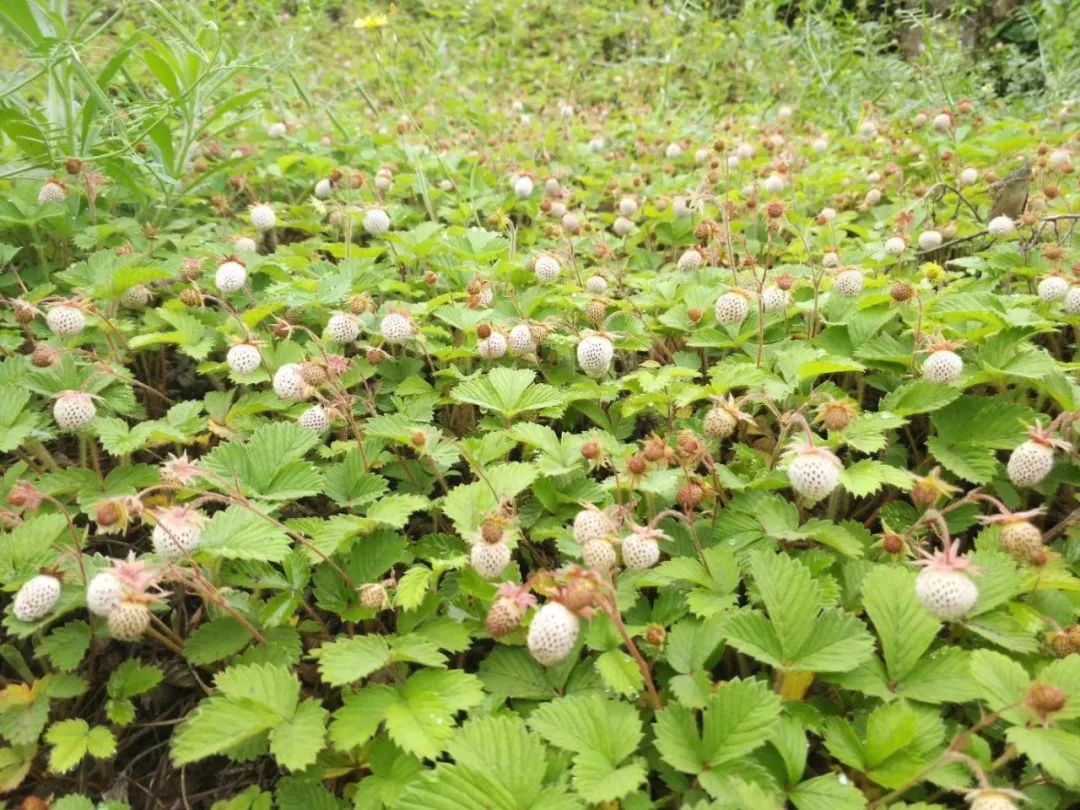 【钢城文苑】瓢儿熟了