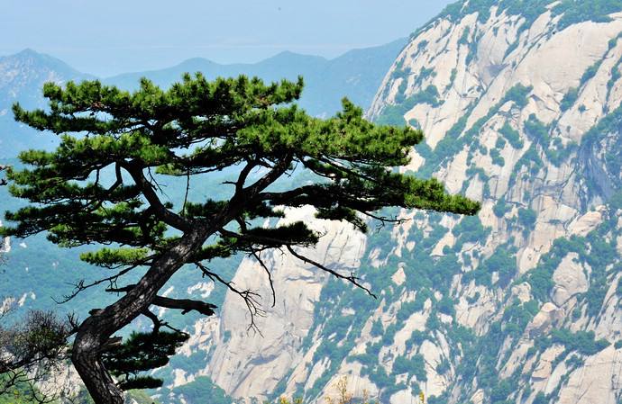 【钢城文苑】卜算子.咏松