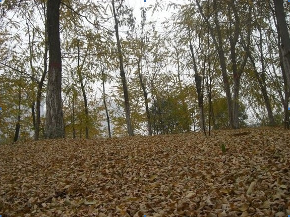 【钢城文苑】与母校有关的日子 【钢城文苑】与母校有关的日子