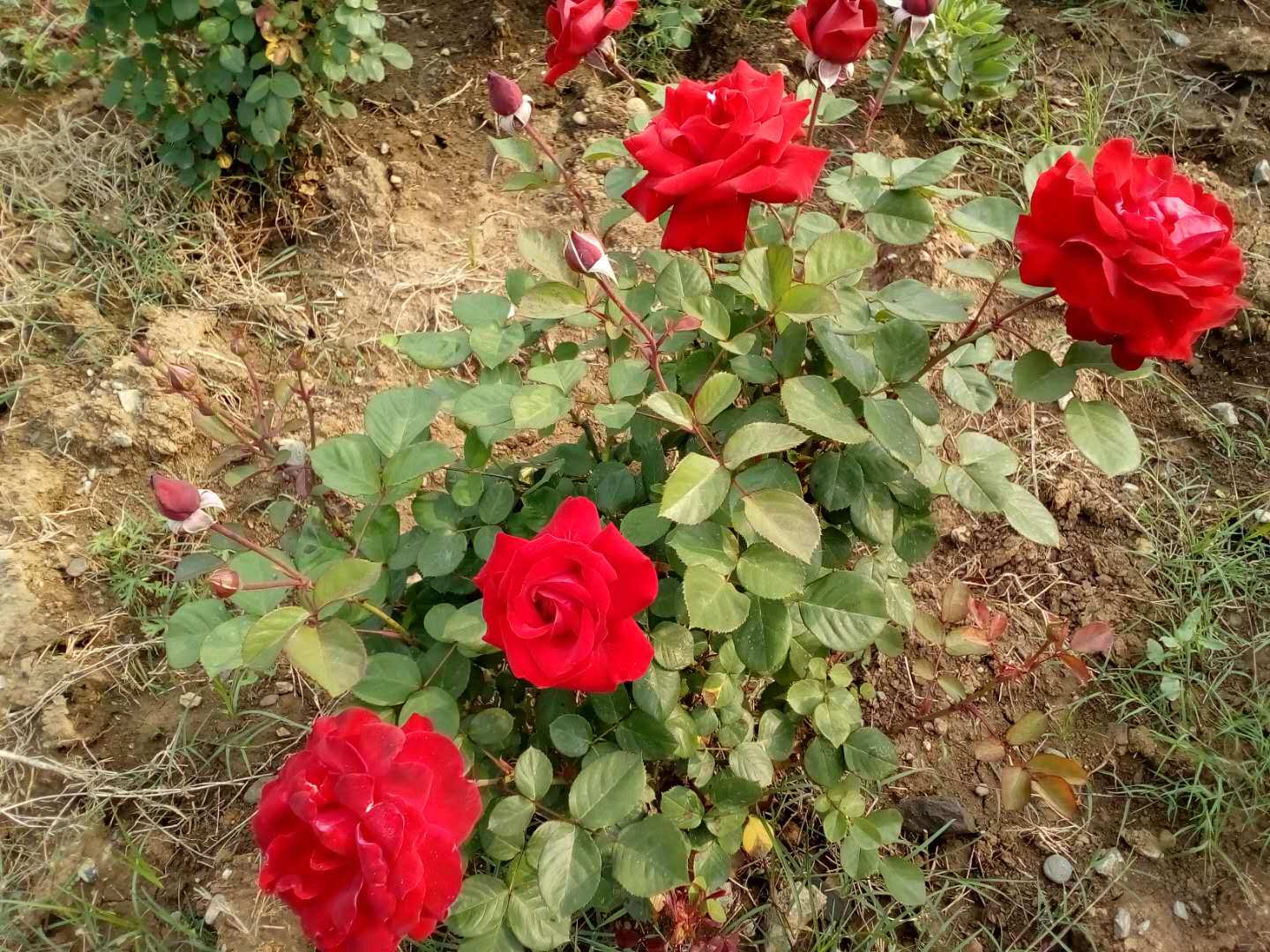 【钢城文苑】赞月季