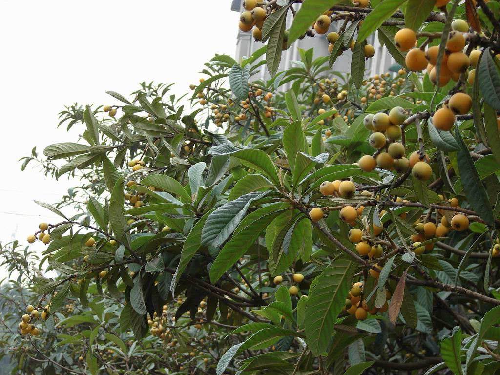 【钢城文苑】枇杷熟了 【钢城文苑】枇杷熟了