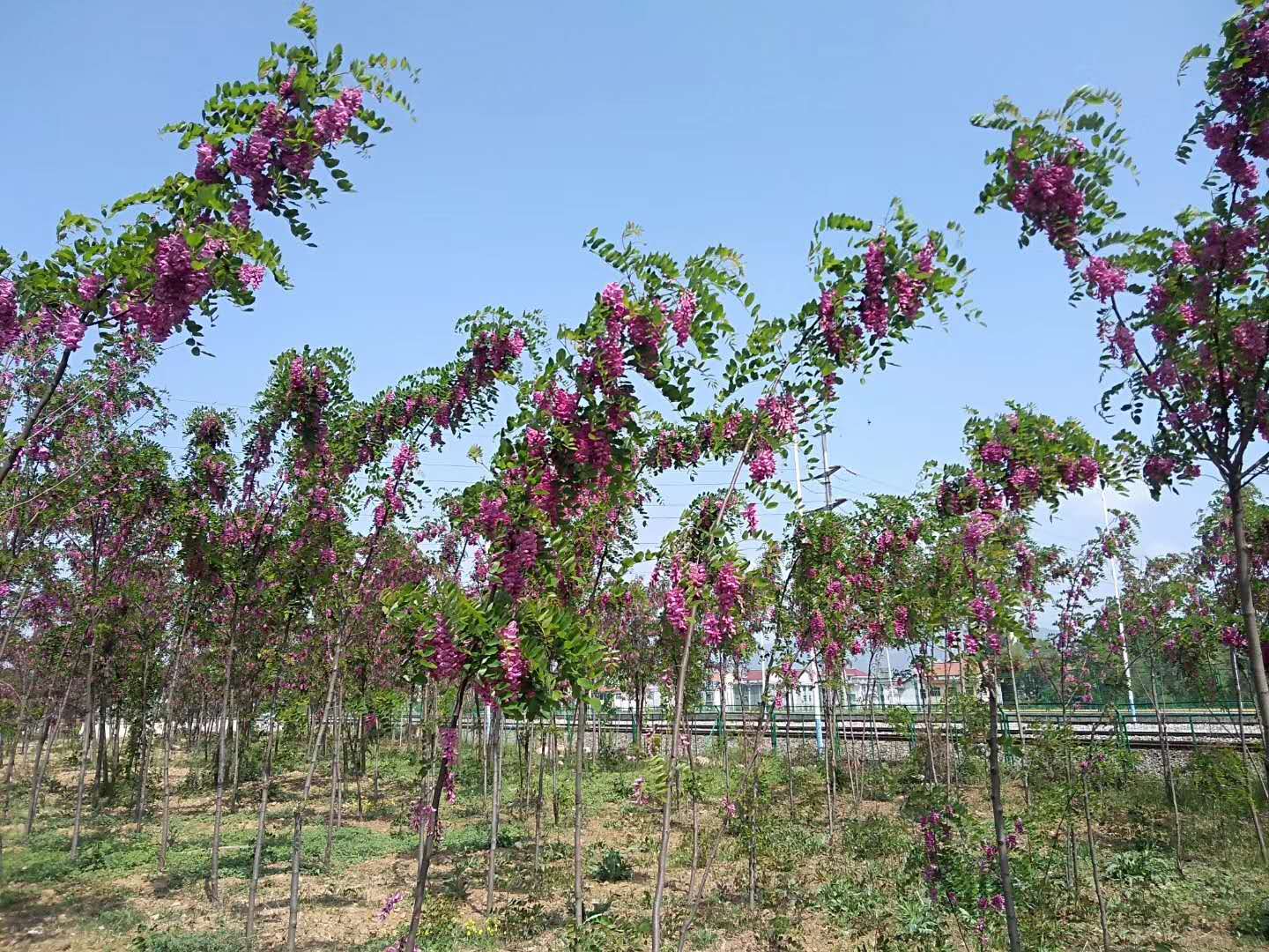 【钢城文苑】钢城花园是我“家”