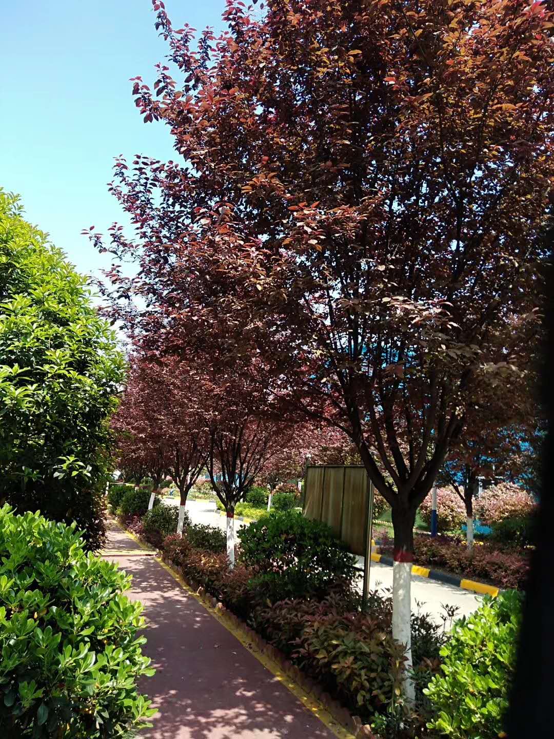 【钢城文苑】钢城花园是我“家”