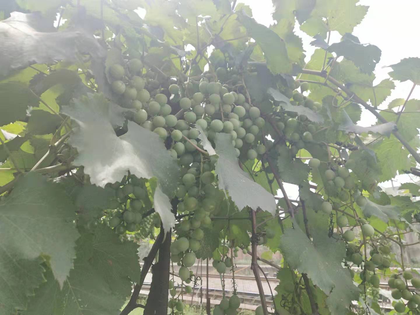 【钢城文苑】钢城风景这边独好