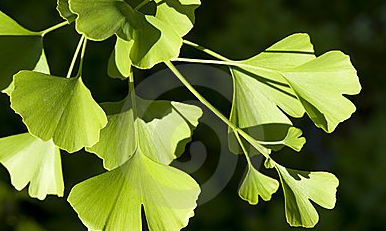 【钢城文苑】青果银杏