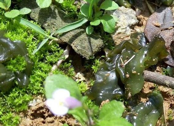 【钢城文苑】捡地软 【钢城文苑】捡地软