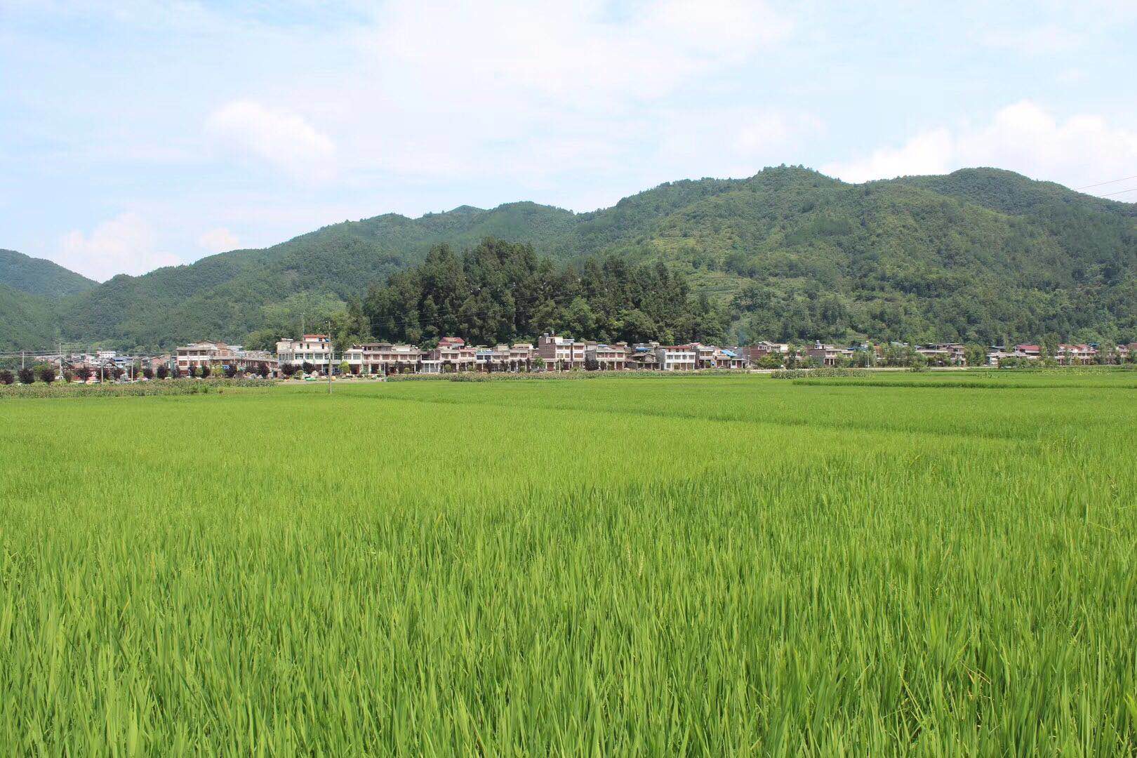 【钢城文苑】七月