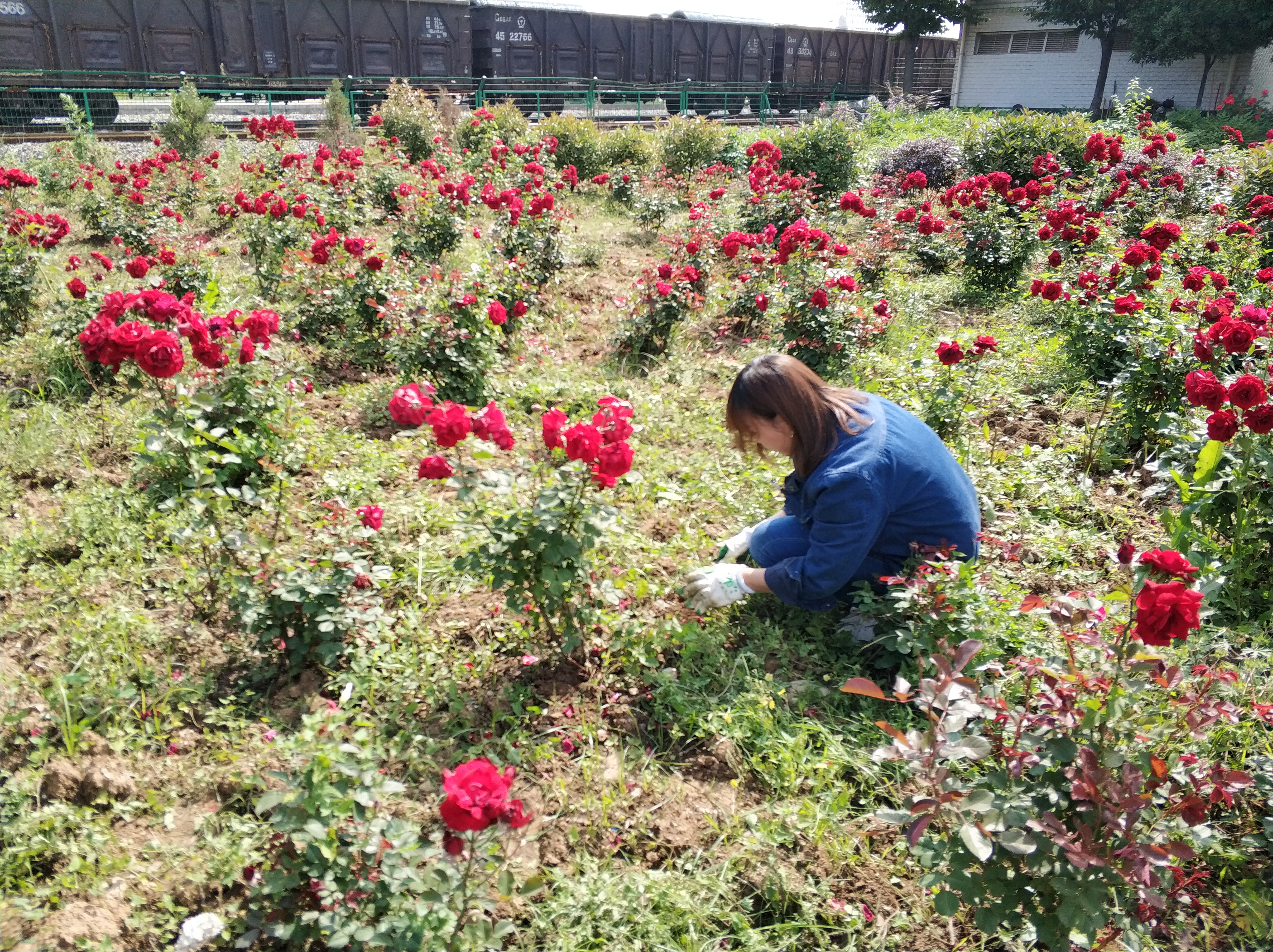 【钢城文苑】钢厂里的“承包田” 【钢城文苑】钢厂里的“承包田”
