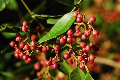 【钢城文苑】花椒红了