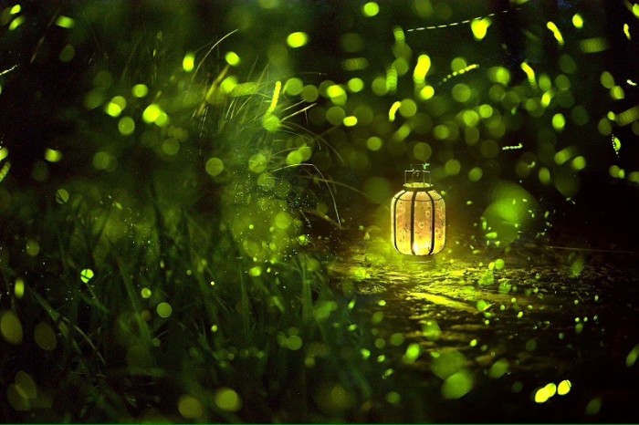 【钢城文苑】萤火虫 【钢城文苑】萤火虫