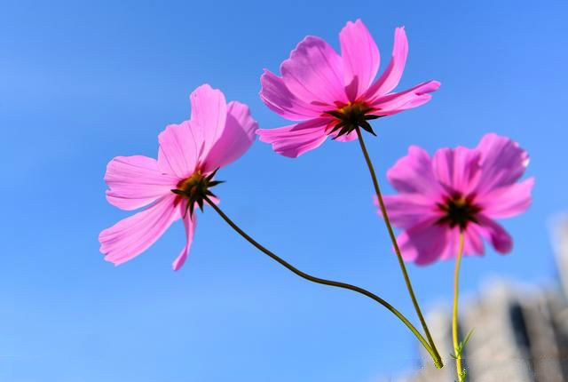 【钢城文苑】秋语