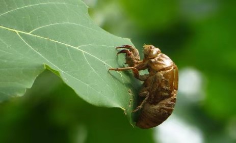 【钢城文苑】蝉声