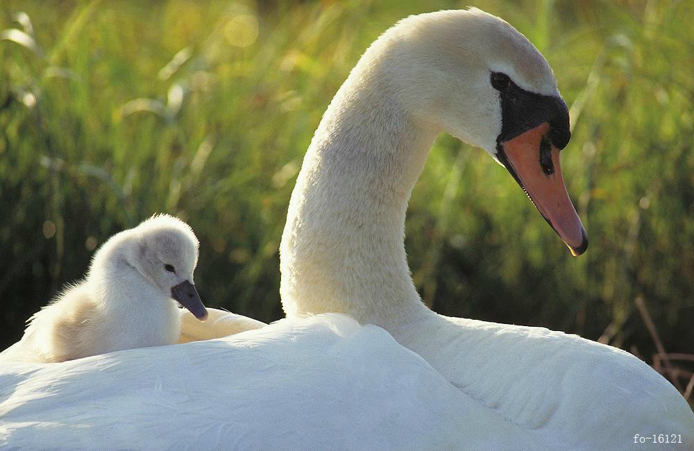 【钢城文苑】《小欢喜》观后感 【钢城文苑】《小欢喜》观后感