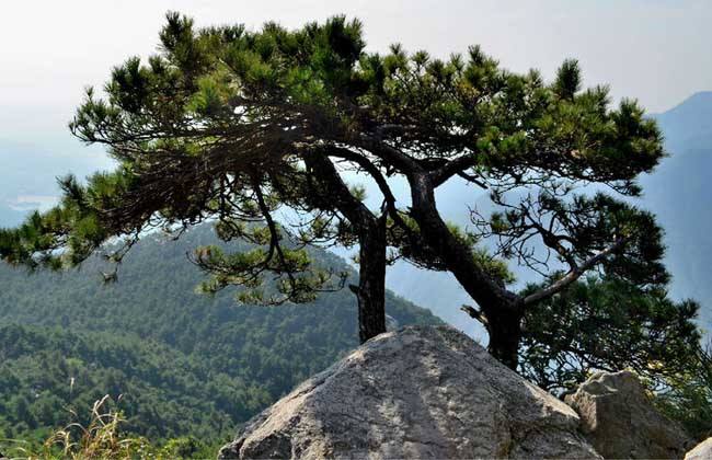 【钢城文苑】山上的松