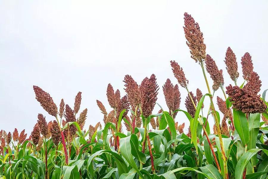 【钢城文苑】秋韵 【钢城文苑】秋韵