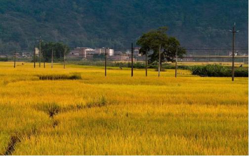 【钢城文苑】梦回九月 【钢城文苑】梦回九月