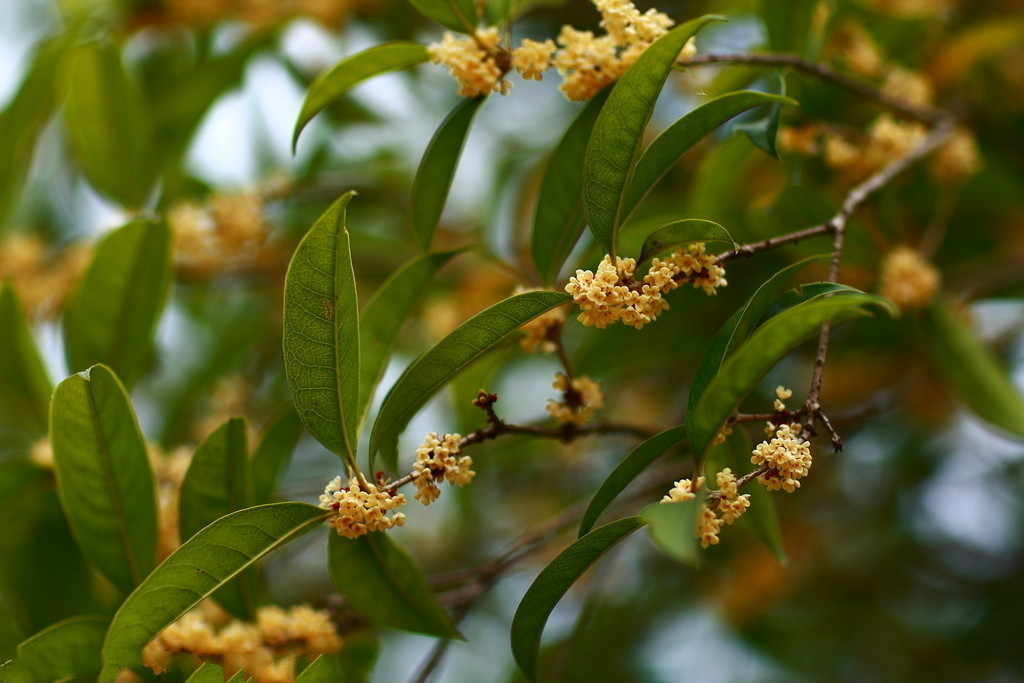 【钢城文苑】咏桂