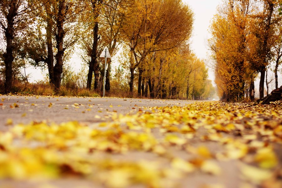 【钢城文苑】小城之秋 【钢城文苑】小城之秋