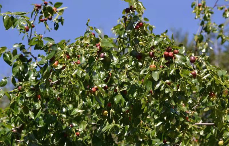 【钢城文苑】院子里的枣树 【钢城文苑】院子里的枣树