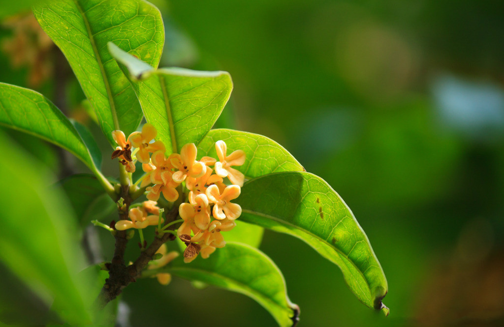 【钢城文苑】花香曳情思 【钢城文苑】花香曳情思