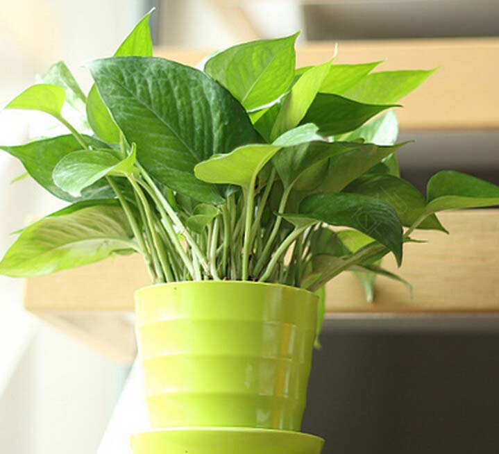 【钢城文苑】阳台上那盆绿萝 【钢城文苑】阳台上那盆绿萝