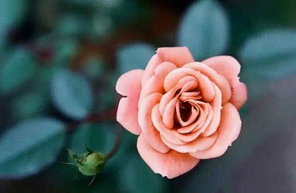 【钢城文苑】妈妈的生日