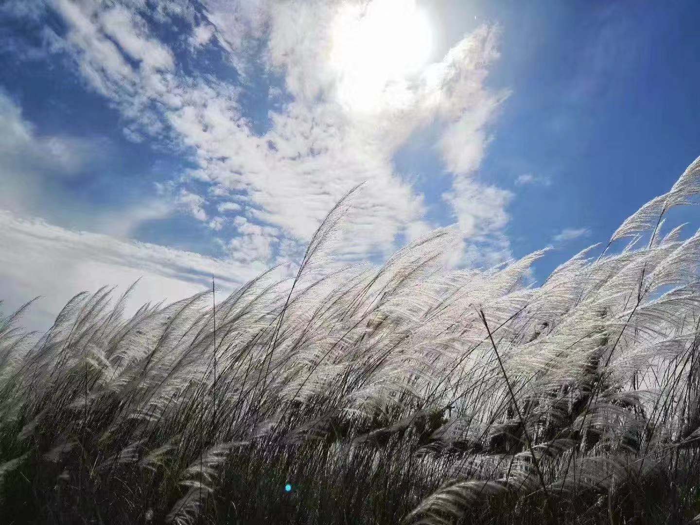 【钢城文苑】又见芦苇 【钢城文苑】又见芦苇