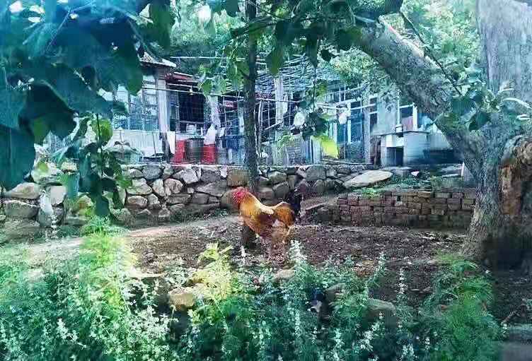 【钢城文苑】记忆中的宅院房 【钢城文苑】记忆中的宅院房