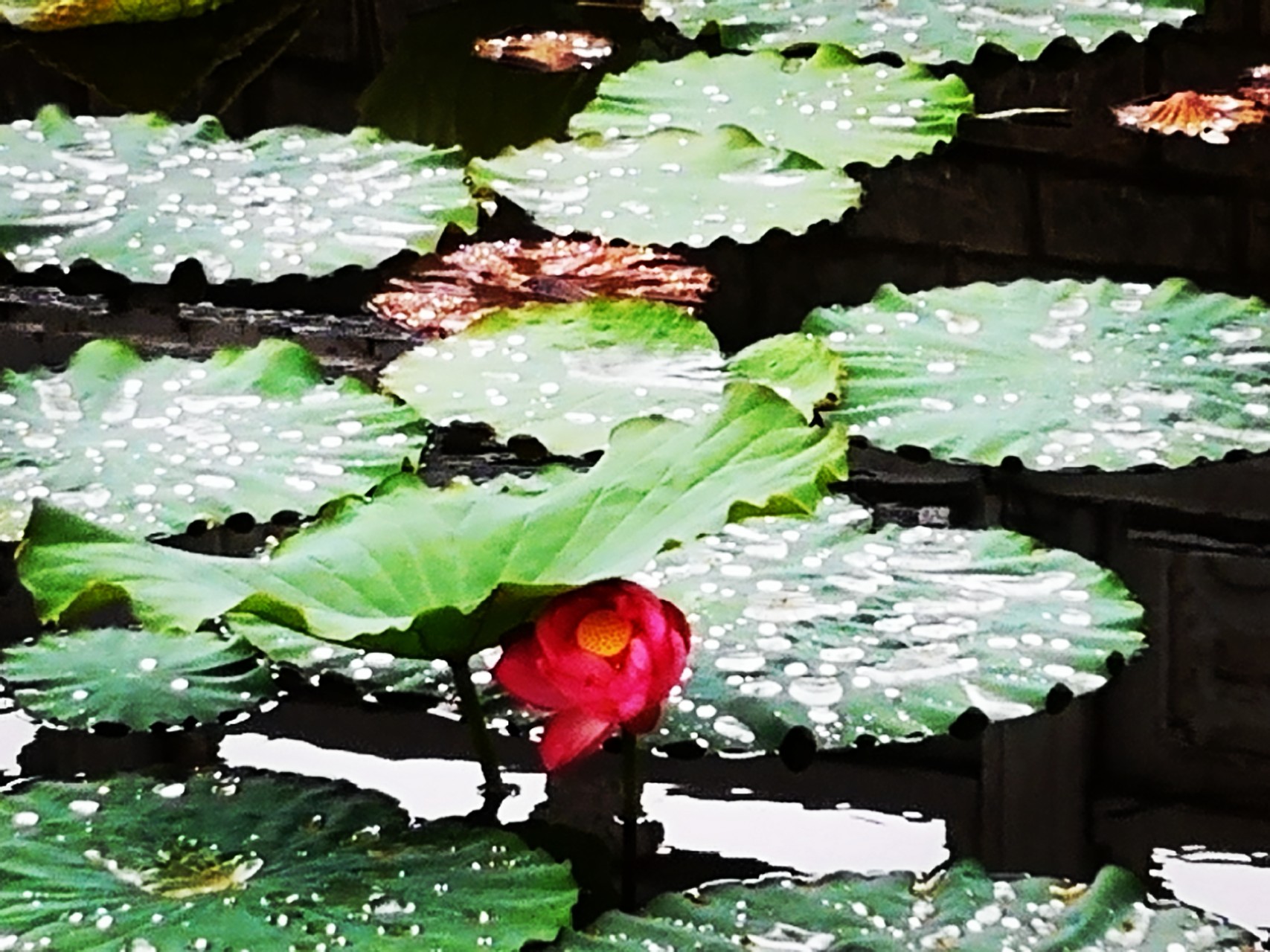 【钢城文苑】听雨