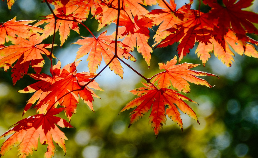 【钢城文苑】谁家枫红银杏黄