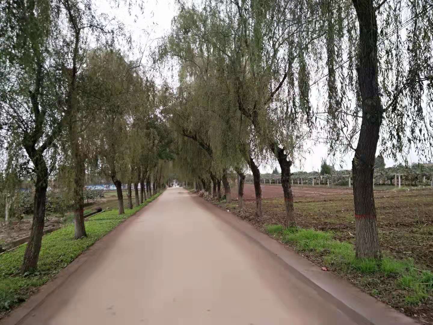 【钢城文苑】乡间小路 【钢城文苑】乡间小路