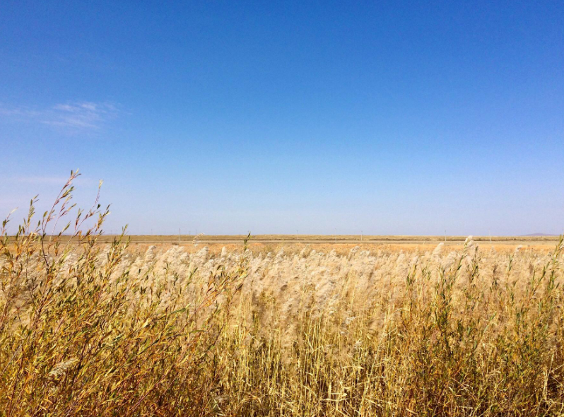 【钢城文苑】秋梦在北方-枯草颂歌 【钢城文苑】秋梦在北方-枯草颂歌