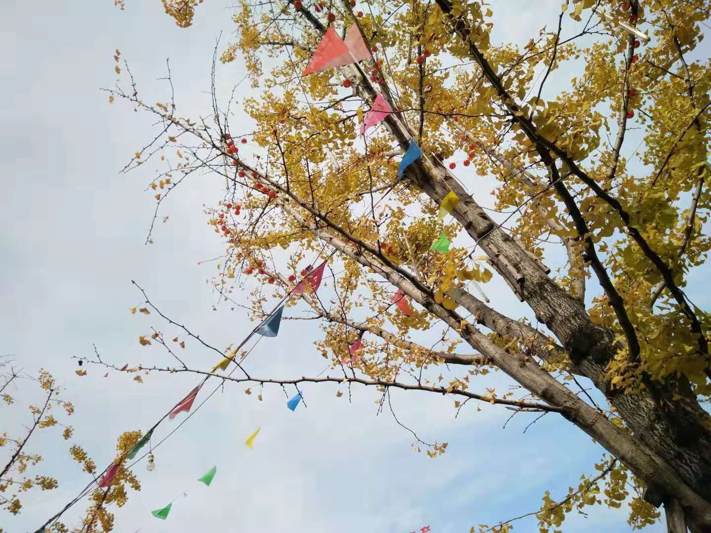 【钢城文苑】树叶黄了 【钢城文苑】树叶黄了