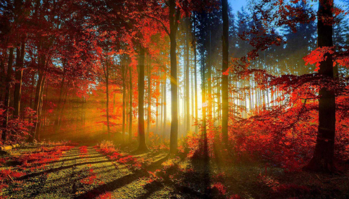 【钢城文苑】秋意浓情情韵厚